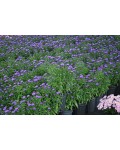 Aster novi-belgii Blue Bayou